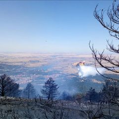 Concluye la primera fase de reforestación tras el incendio de 2019 en La Granja