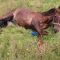 La Guardia Civil investiga a un hombre por maltrato animal a dos caballos 
