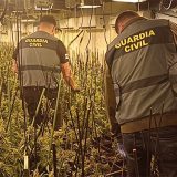 Desmantelada en Turégano la mayor plantación de marihuana de Castilla y León